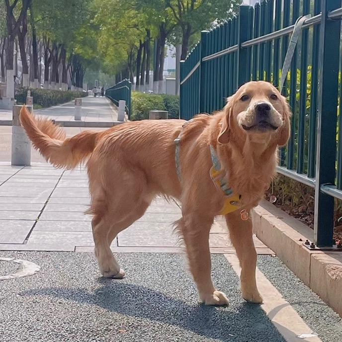 小金毛可乐吖🐶