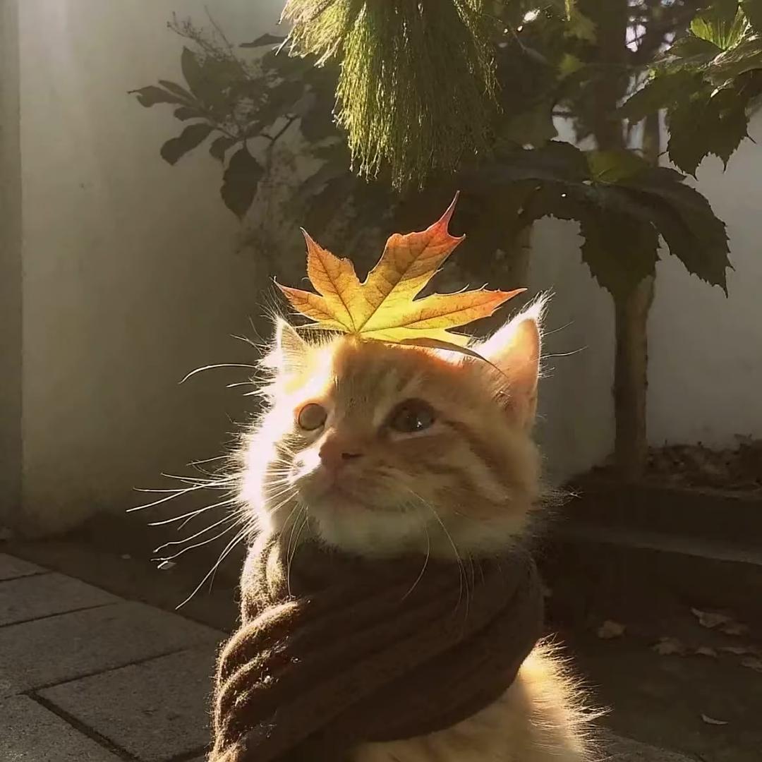 期椿