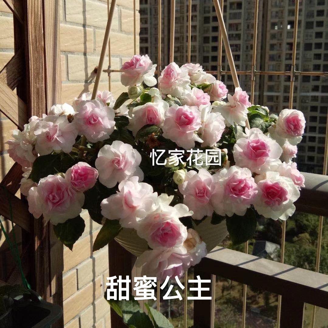 忆家花园