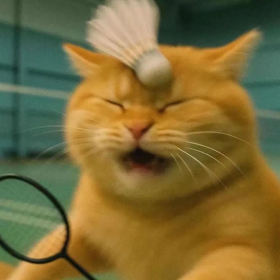 追着猫喊喵喵