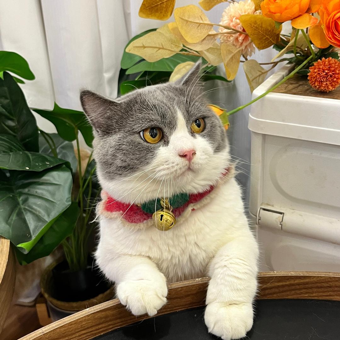 喵财联萌🐱