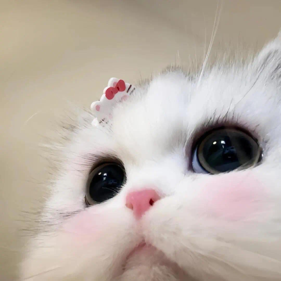 呼呼不开心