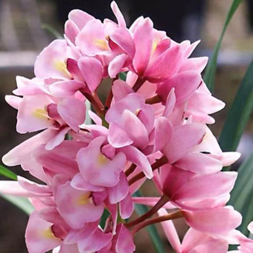 爱沐 花汇
