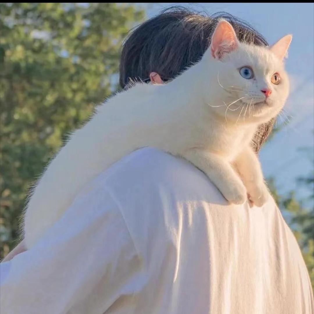 英俊潇洒的谢如花