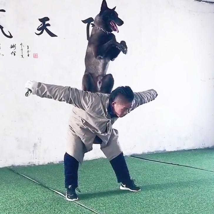 猎马犬舍 李进