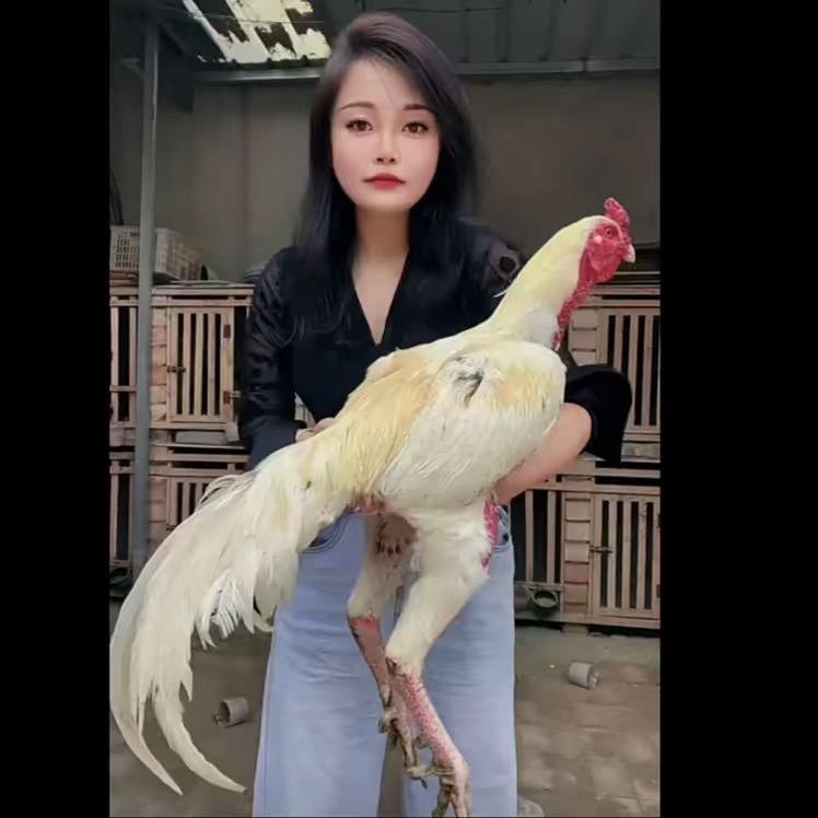 乾翔斗鸡，小丁
