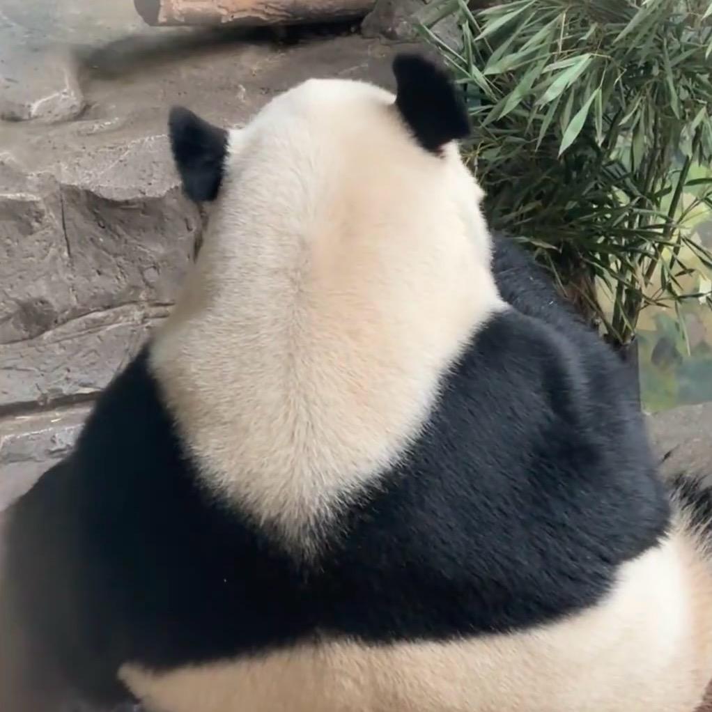 龙傲天