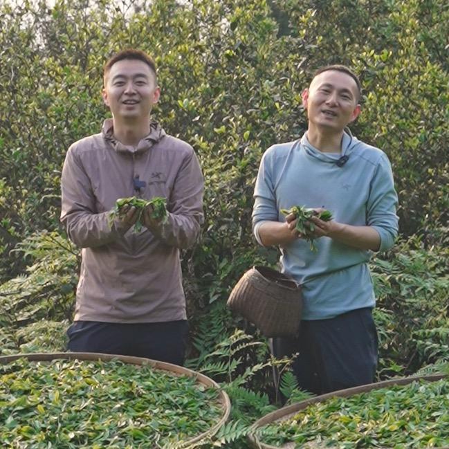 山野兄弟做好茶