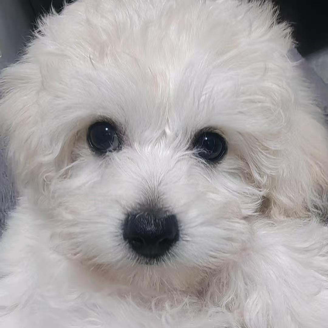 养个小狗叫土豆🥔