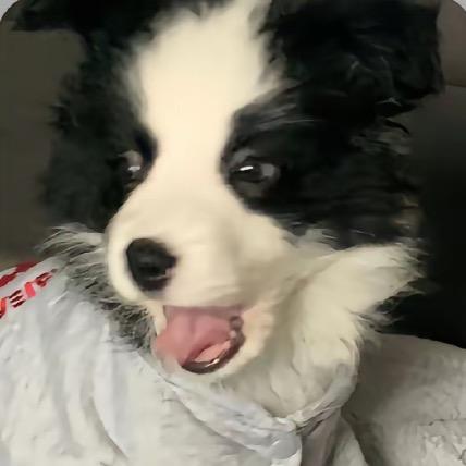 奶龙猫