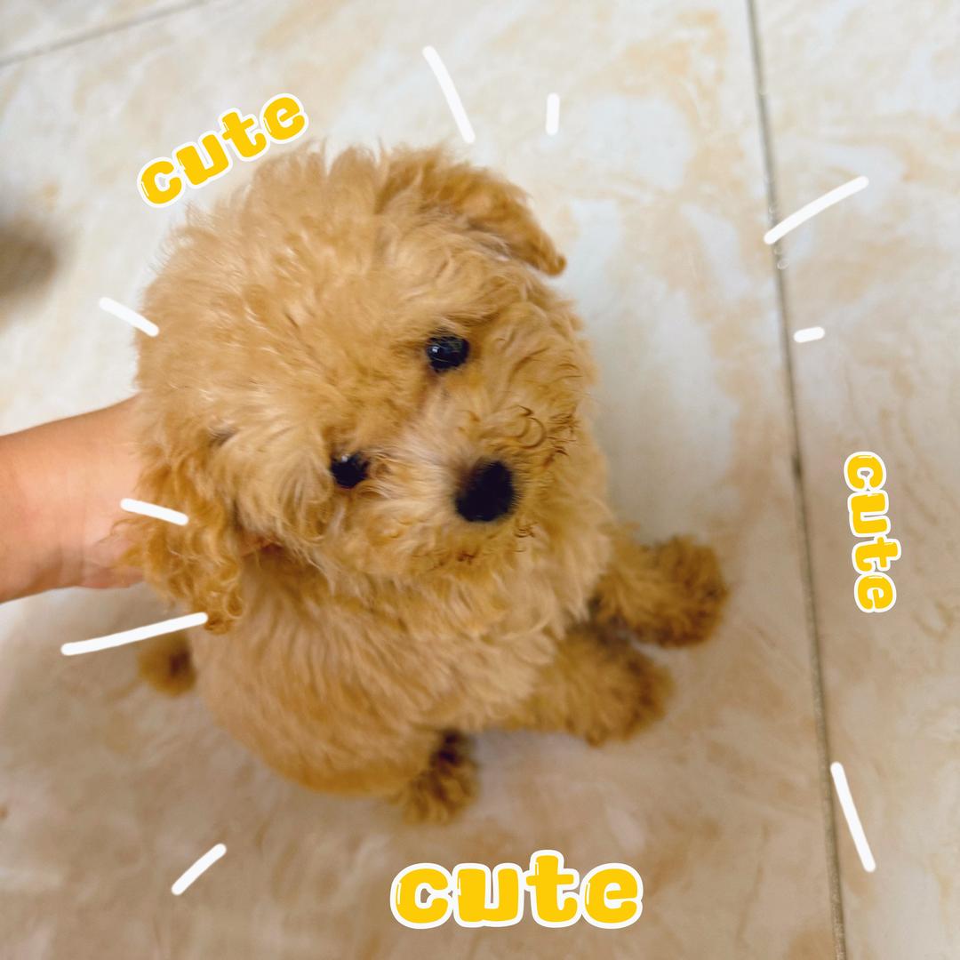 🧸ྀི.Sಣanෆ
