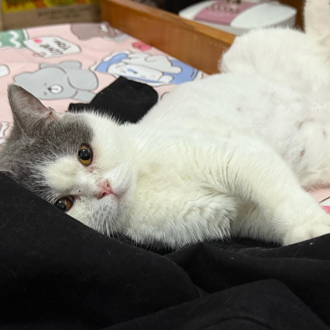 🌟记得喂猫
