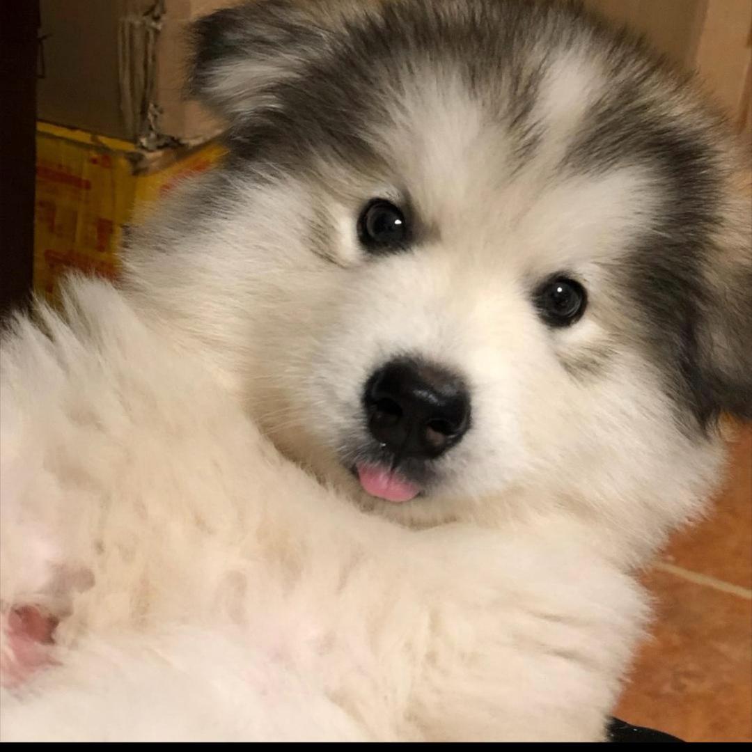 云南萌点宠物～小小宝