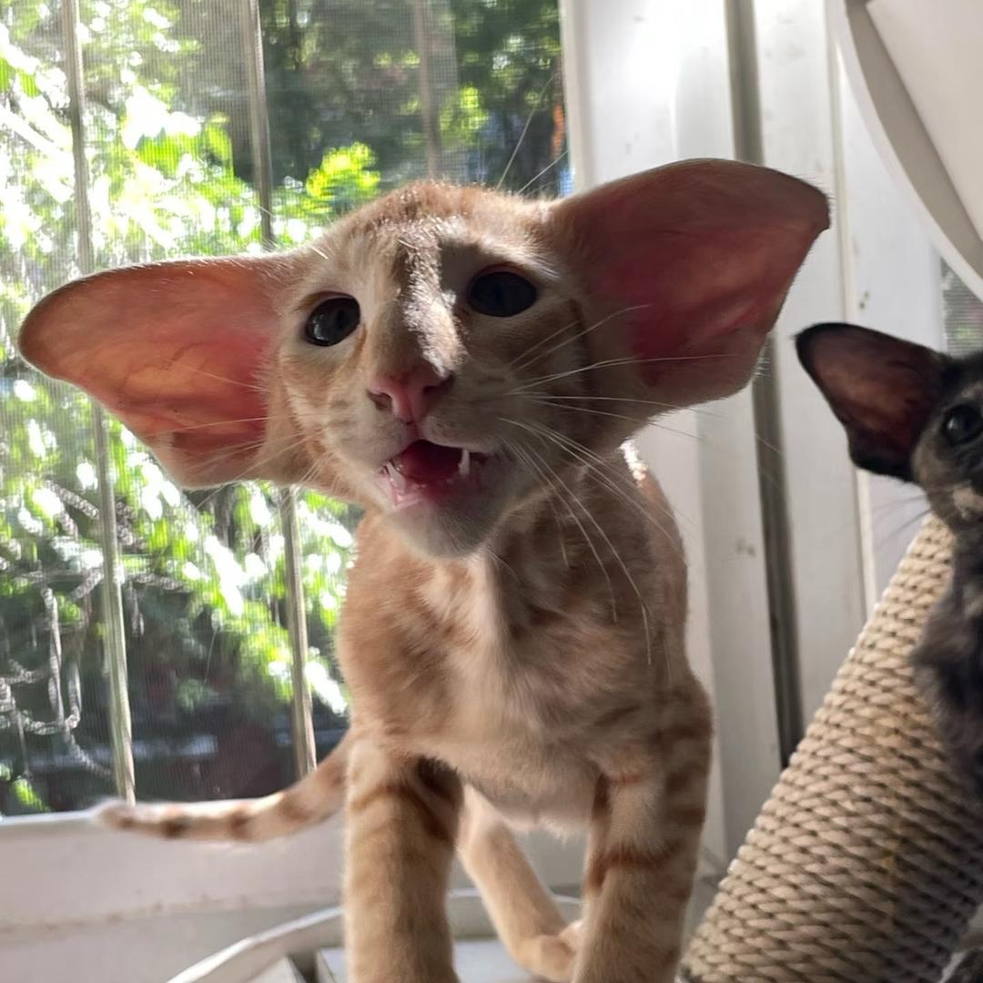 叁肆伍陆
