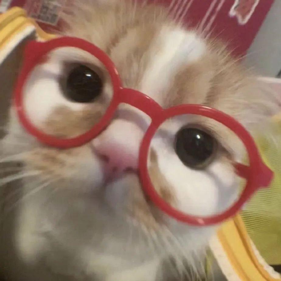 章鱼