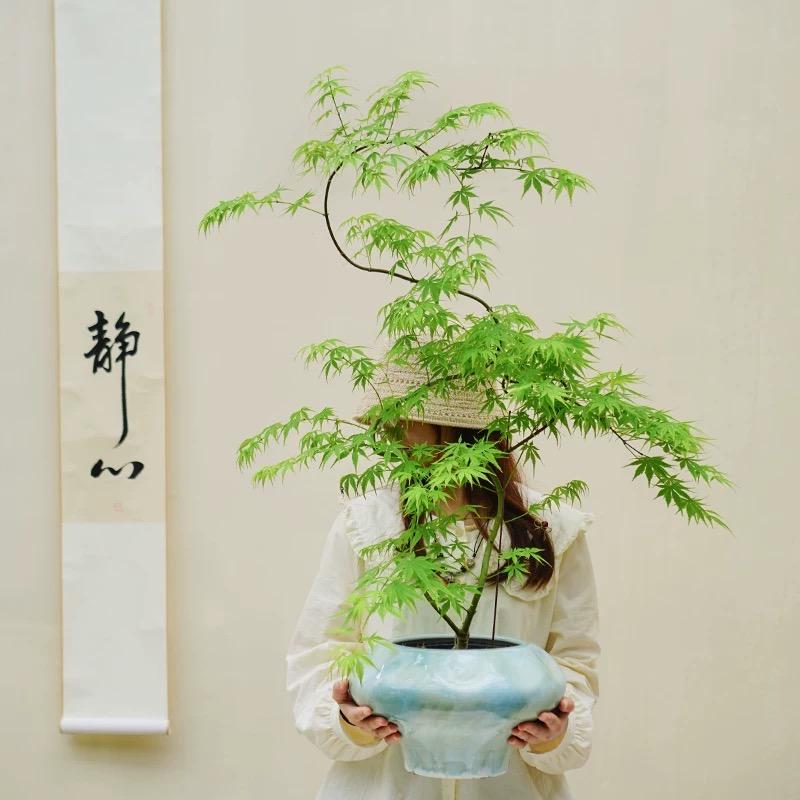 春野绿植园艺