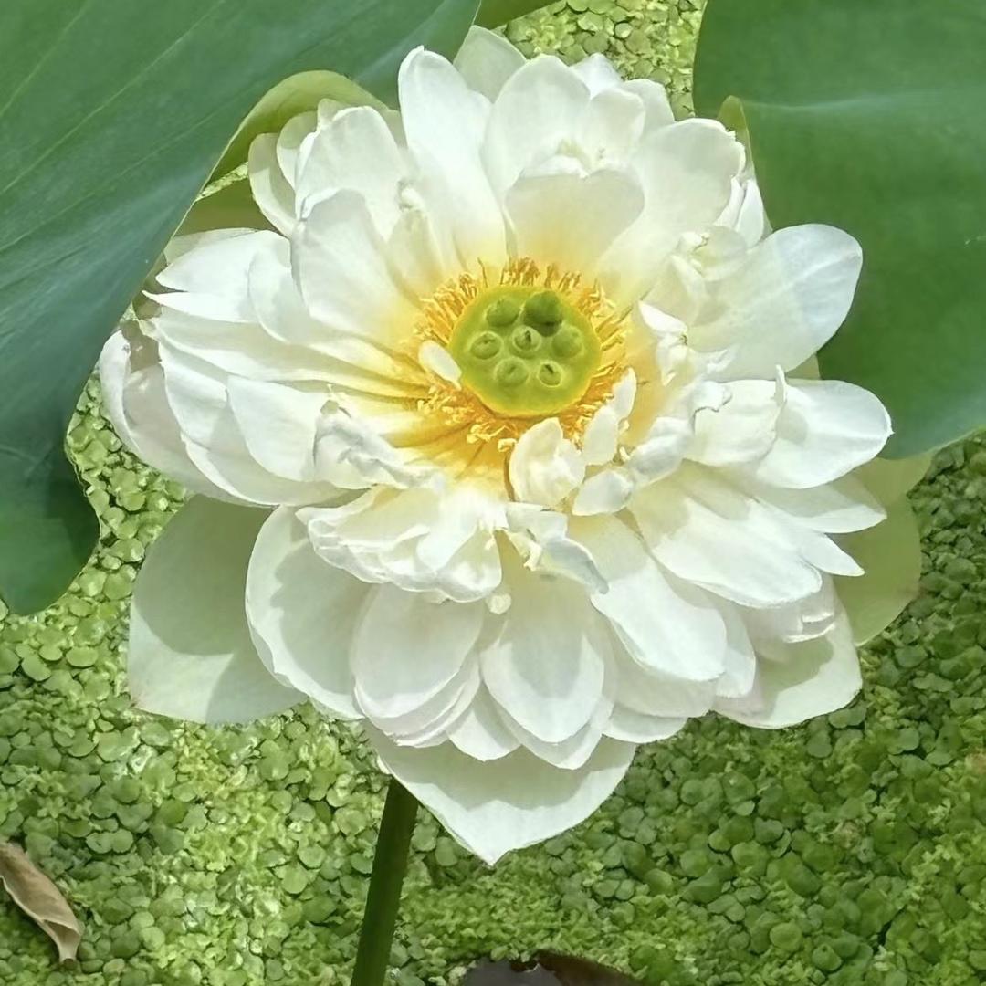小胖