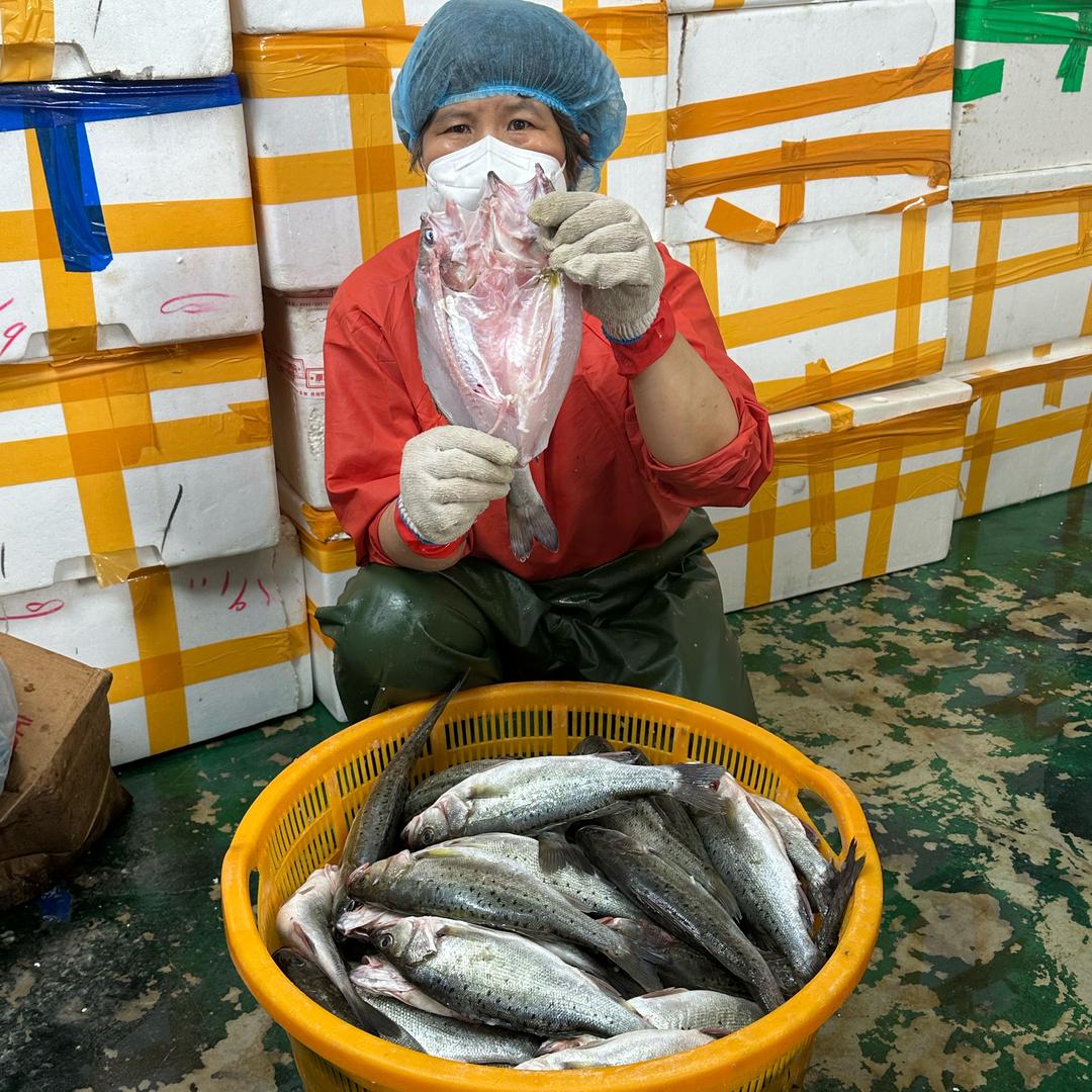 青岛小渔儿海鲜（海鲈鱼）