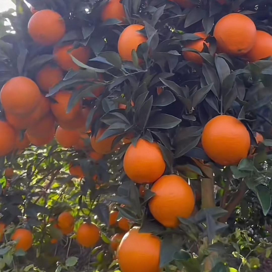 兴开优选☞果小妹