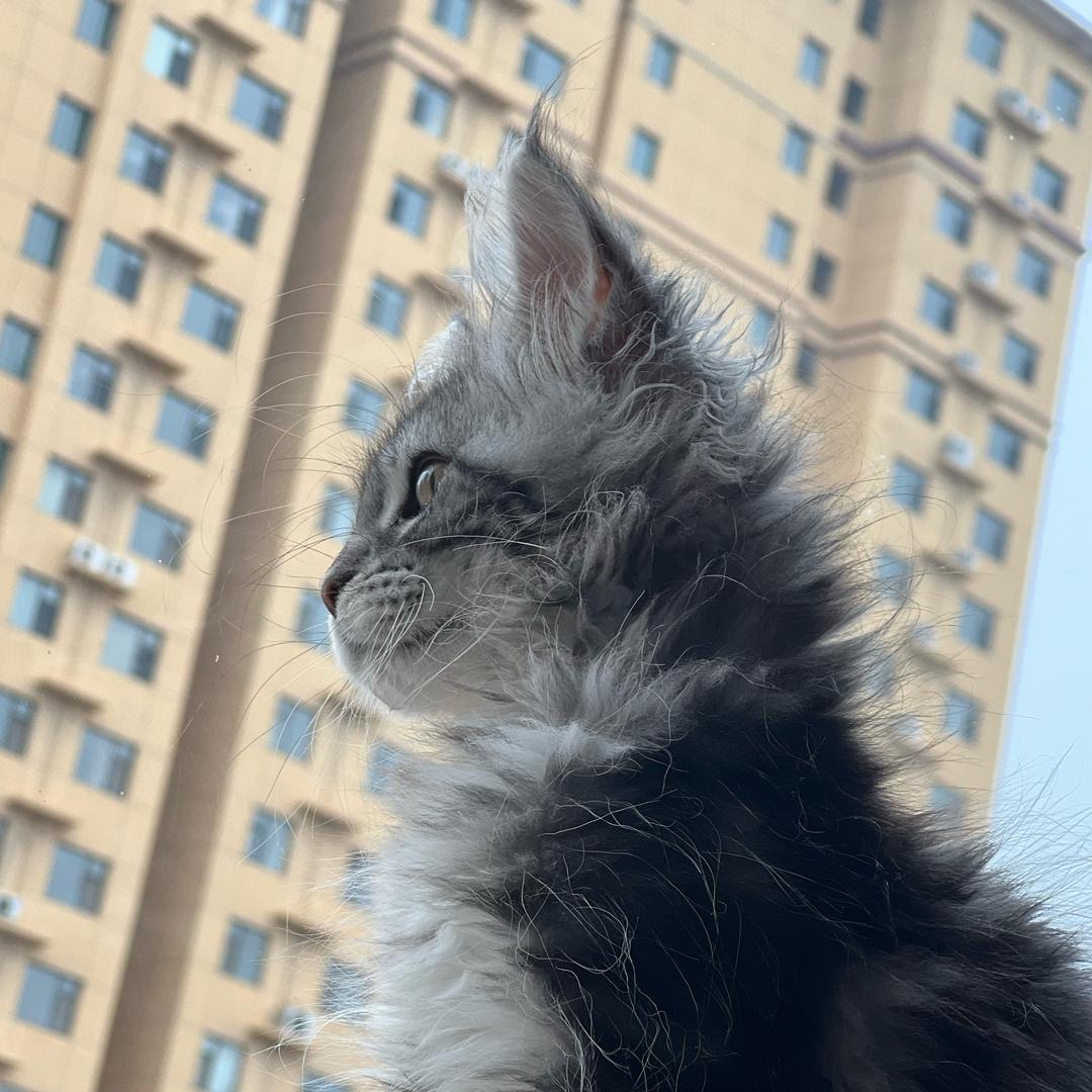 小七是公公🐈‍⬛