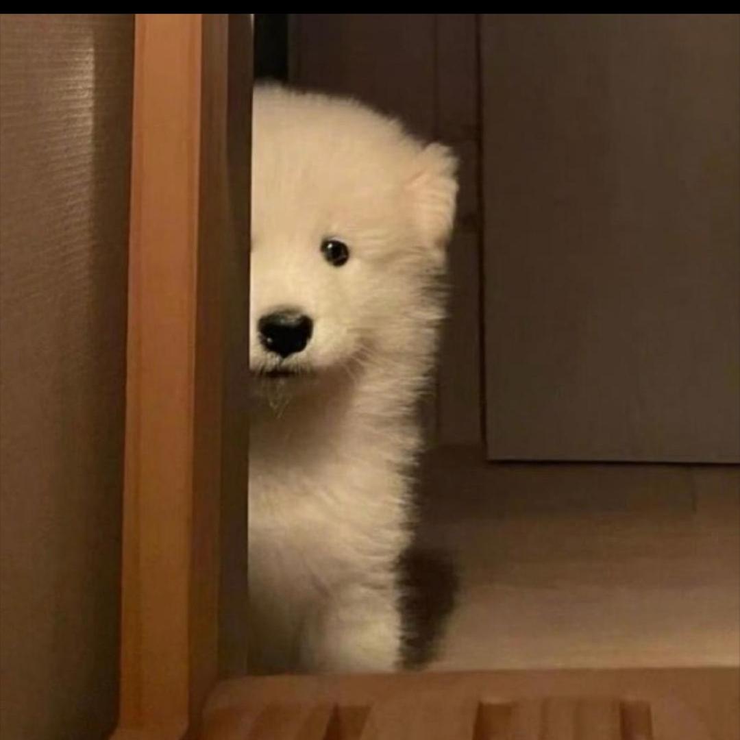 甜甜圈是贤的🍓