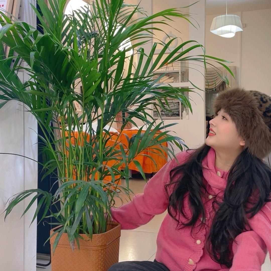 柠檬树下柠檬树