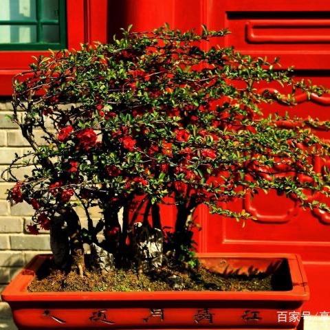 鹿可花园花卉