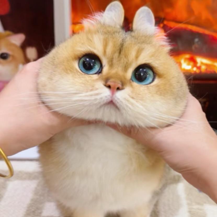 大葱