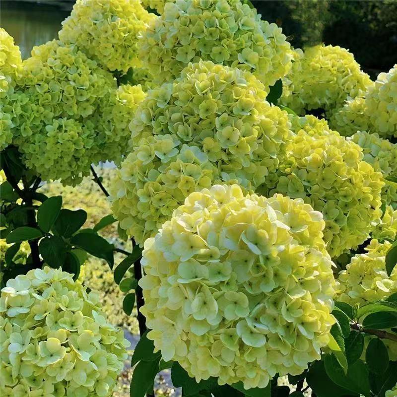 繁花园艺（中华木绣球）