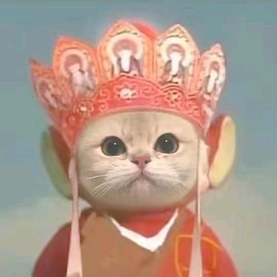 兔兔要抱抱🐰