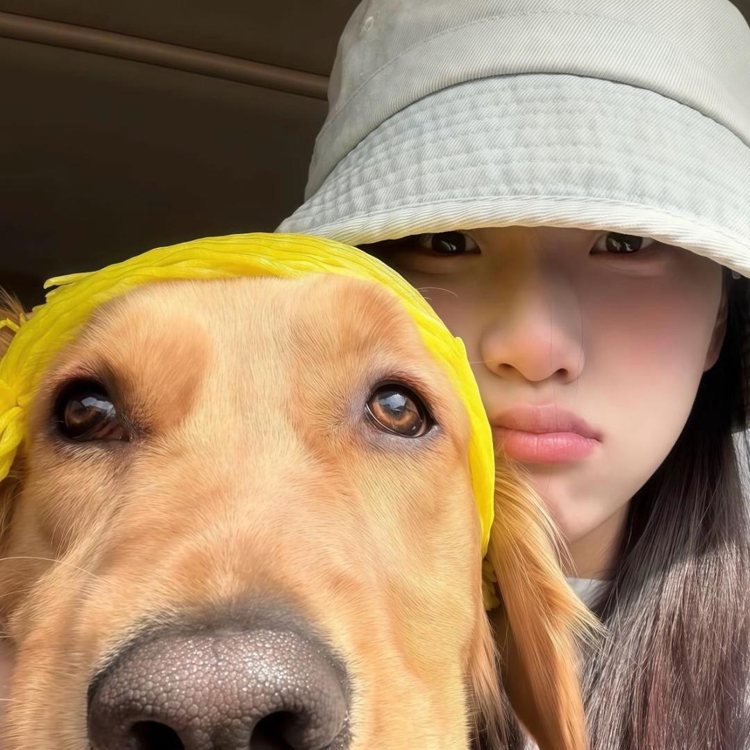 呆呆羊