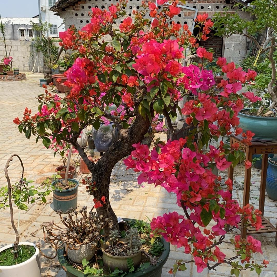 吴家三角梅花卉基地