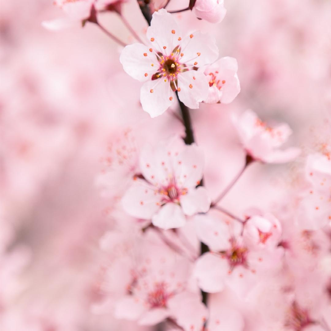樱桃🍒
