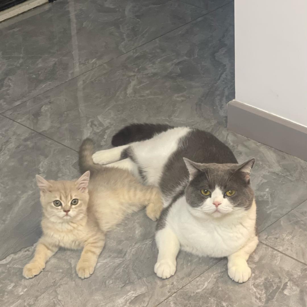 任大宝和小宝的日常生活