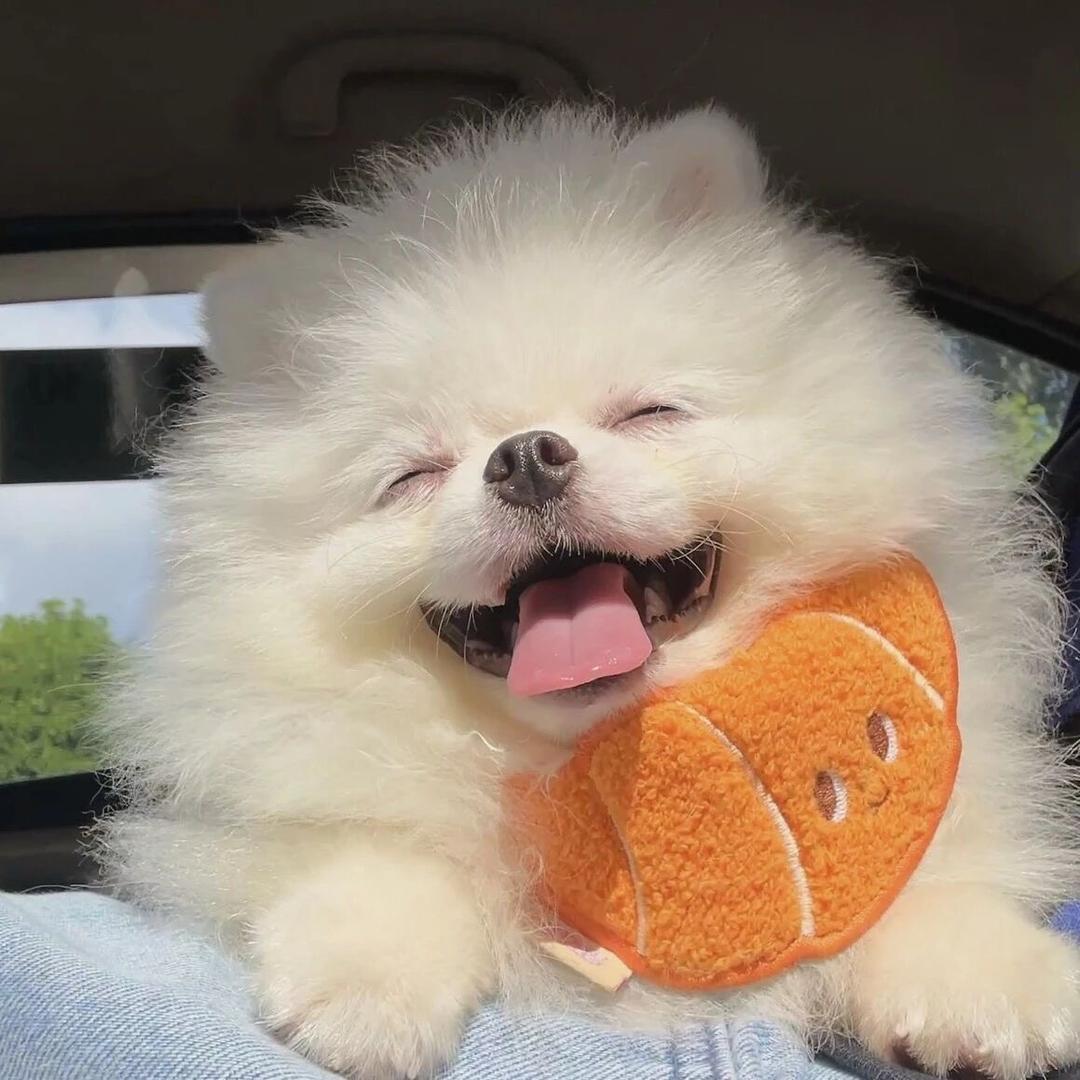 鱼仔🍩