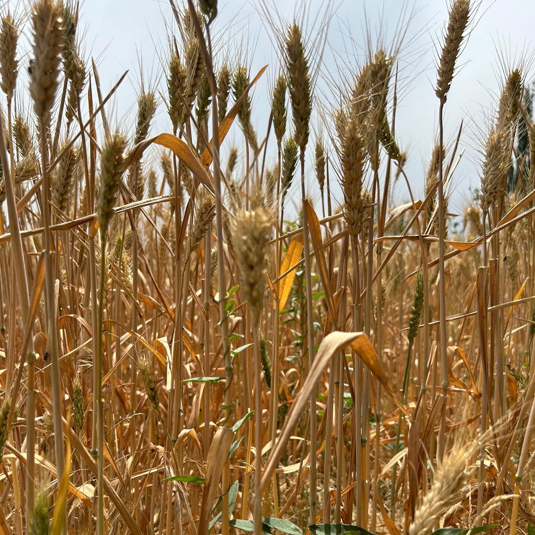 义家·疆域麦香有机面条