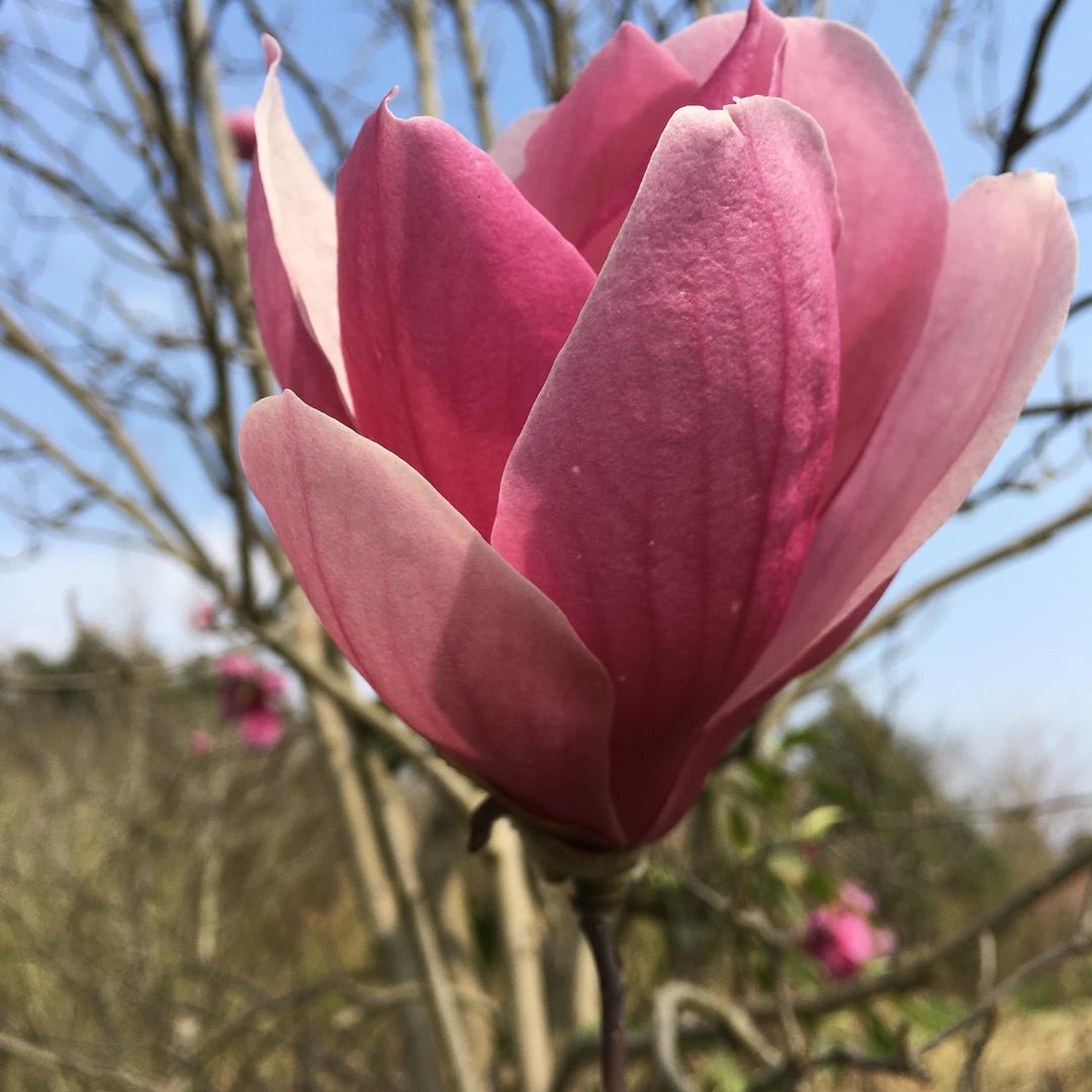 伏春花