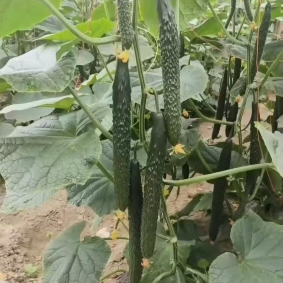 分子肽酶碳聚能量微生物肥料