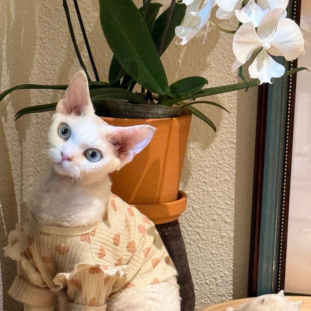 猫耶耶