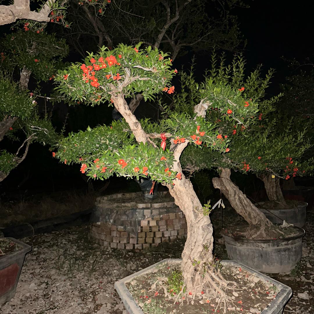 瑞沣园，王增旗