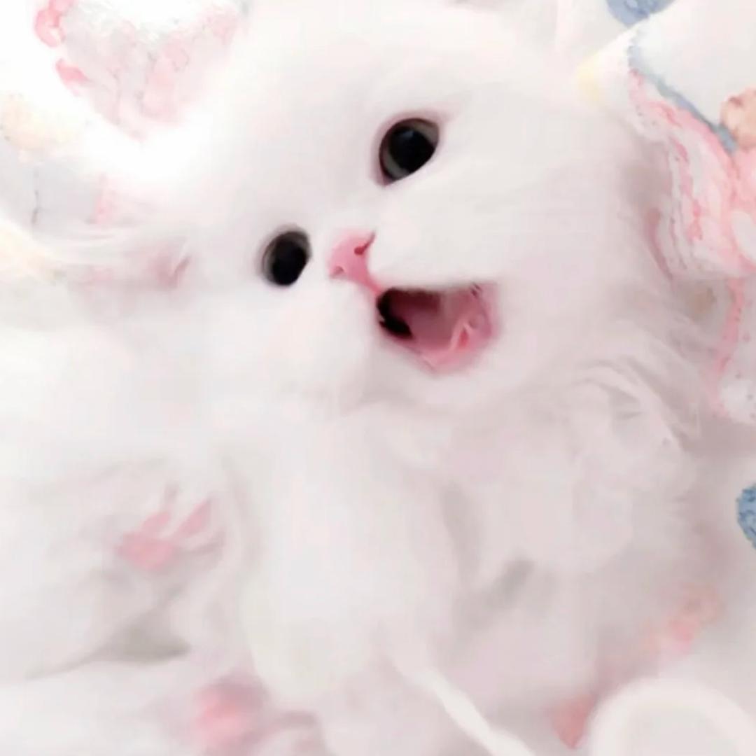 萌狗
