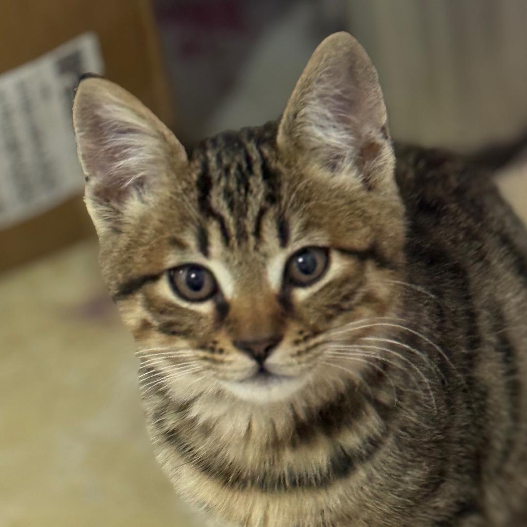 柒鹤（不签to）