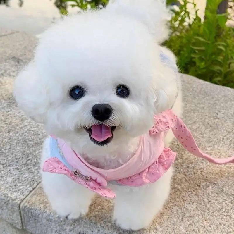 私房小宠—李气气