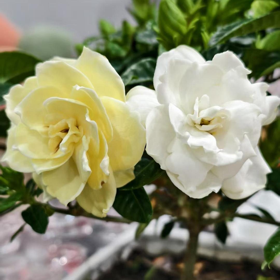 长春龙纹纯手工穿戴甲