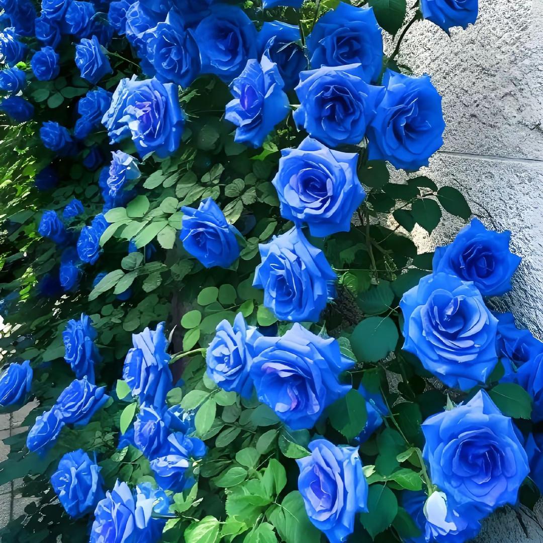 来百益《潮汕》