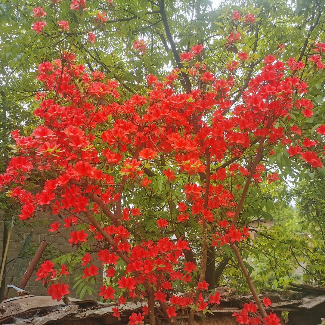贵州江嘉