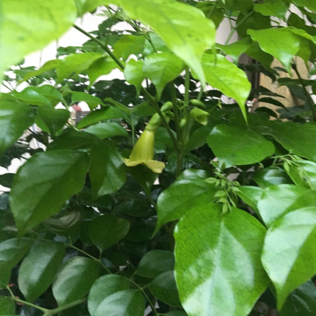 阿玲