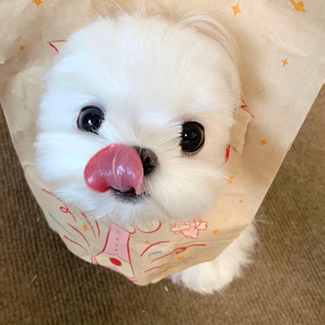 小羊🐑🐑