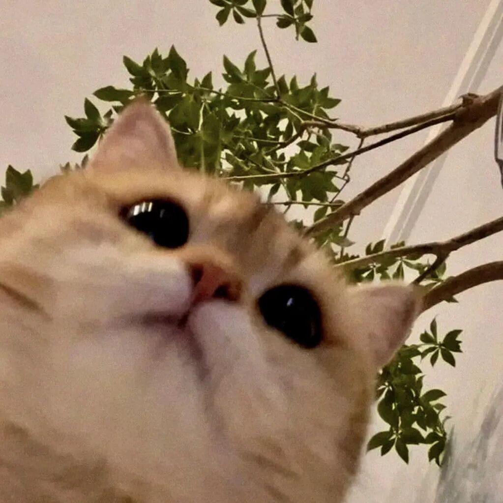 下句话
