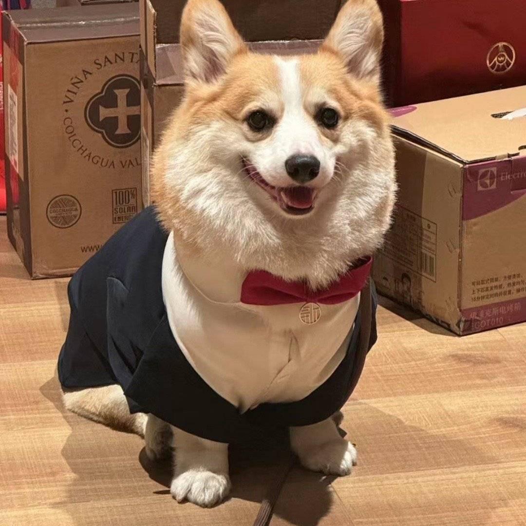 芝士🧀蛋糕🍰